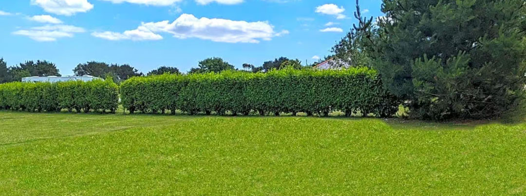 A lush, green pitch stretches across the foreground with a neatly trimmed hedge running horizontally. Behind the hedge, a monkey tree towers beside some other trees and a glimpse of a house roof is visible under a blue sky with scattered clouds, reminiscent of holidays in Cornwall.